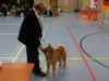  jongste puppy klasse reuen