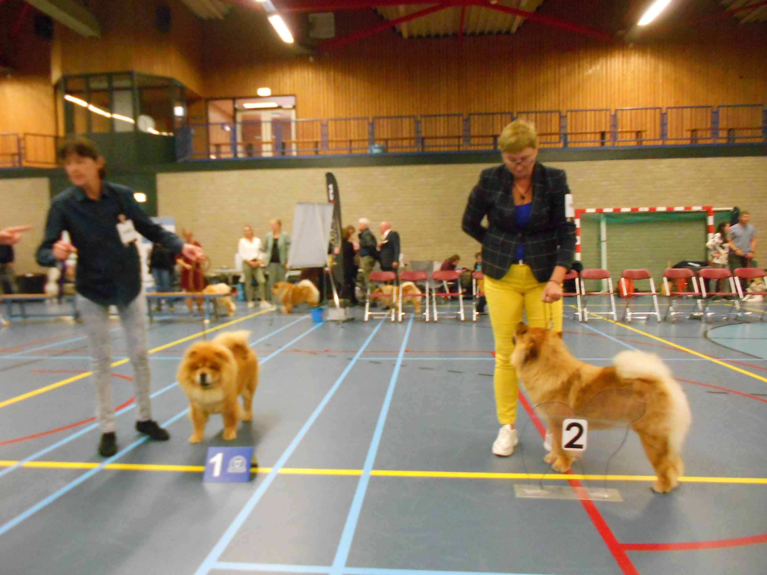 KP-Chow-Chow-open-klasse-teven-scaled